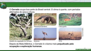 O Cerrado ocupa boa parte do Brasil central. O clima é quente, com períodos
alternados de seca e chuva.
Depois da Mata Atlântica, o Cerrado é o bioma mais prejudicado pela
ocupação e exploração humanas.
Tamanduá-bandeira. Lobo-guará.
Seriema. Ema.
Detalhe da vegetação do Cerrado.
LUIS
HUMBERTO
/
ARQUIVO
DA
EDITORA
FOTOS:
FABIO
COLOMBINI
/
ACERVO
DO
FOTÓGRAFO
85
 