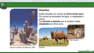 Desertos
Cactos no deserto do Atacama, Chile. Camelos.
Rato-canguru.
Estão situados em zonas de clima muito seco.
Por causa da escassez de água, a vegetação é
pobre.
TUUL / HEMIS / CORBIS / LATINSTOCK
JOE
MCDONALD
/
CORBIS
/
LATINSTOCK
Os animais e plantas que aí existem estão
adaptados ao clima seco.
DAVID
NUNUK
/
SCIENCE
PHOTO
LIBRARY
/
LATINSTOCK
86
 