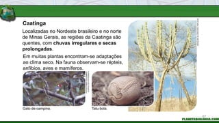 Caatinga
Tatu-bola.
Galo-de-campina.
Em muitas plantas encontram-se adaptações
ao clima seco. Na fauna observam-se répteis,
anfíbios, aves e mamíferos.
Localizadas no Nordeste brasileiro e no norte
de Minas Gerais, as regiões da Caatinga são
quentes, com chuvas irregulares e secas
prolongadas.
ARAQUÉM
ALCÂNTARA
/
REFLEXO
FOTOS:
FABIO
COLOMBINI
/
ACERVO
DO
FOTÓGRAFO
87
 