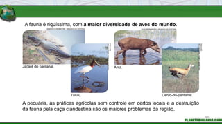 A fauna é riquíssima, com a maior diversidade de aves do mundo.
A pecuária, as práticas agrícolas sem controle em certos locais e a destruição
da fauna pela caça clandestina são os maiores problemas da região.
Jacaré do pantanal.
Cervo-do-pantanal.
Tuiuiú.
Anta.
MARCELO DE BREYNE / ARQUIVO DA EDITORA
VALDEMIR
CUNHA
/
ARQUIVO
DA
EDITORA
JULIO BERNARDES / ARQUIVO DA EDITORA
VALDEMIR
CUNHA
/
ARQUIVO
DA
EDITORA
90
 