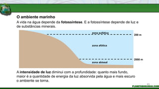 O ambiente marinho
200 m
2000 m
zona eufótica
zona afótica
zona abissal
A intensidade de luz diminui com a profundidade: quanto mais fundo,
maior é a quantidade de energia da luz absorvida pela água e mais escuro
o ambiente se torna.
A vida na água depende da fotossíntese. E a fotossíntese depende de luz e
de substâncias minerais.
93
 