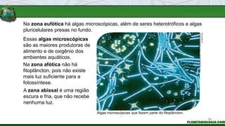 Na zona eufótica há algas microscópicas, além de seres heterotróficos e algas
pluricelulares presas no fundo.
A zona abissal é uma região
escura e fria, que não recebe
nenhuma luz.
Algas microscópicas que fazem parte do fitoplâncton.
Essas algas microscópicas
são as maiores produtoras de
alimento e de oxigênio dos
ambientes aquáticos.
Na zona afótica não há
fitoplâncton, pois não existe
mais luz suficiente para a
fotossíntese.
PHOTORESEARCHERS
/
PHOTORESEARCHERS
/
LATINSTOCK
94
 