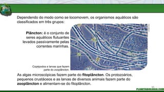 Dependendo do modo como se locomovem, os organismos aquáticos são
classificados em três grupos:
Plâncton: é o conjunto de
seres aquáticos flutuantes
levados passivamente pelas
correntes marinhas.
As algas microscópicas fazem parte do fitoplâncton. Os protozoários,
pequenos crustáceos e as larvas de diversos animais fazem parte do
zooplâncton e alimentam-se do fitoplâncton.
Copépodos e larvas que fazem
parte do zooplâncton.
OXFORD
SCIENTIFIC
/
OXFORD
SCIENTIFIC
/
LATINSTOCK
95
 