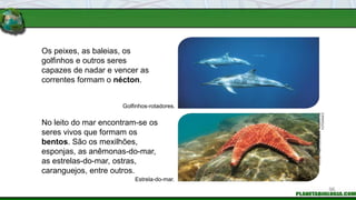 Os peixes, as baleias, os
golfinhos e outros seres
capazes de nadar e vencer as
correntes formam o nécton.
No leito do mar encontram-se os
seres vivos que formam os
bentos. São os mexilhões,
esponjas, as anêmonas-do-mar,
as estrelas-do-mar, ostras,
caranguejos, entre outros.
Golfinhos-rotadores.
Estrela-do-mar.
FOTOS:
FABIO
COLOMBINI
/
ACERVO
DO
FOTÓGRAFO
96
 