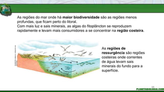 As regiões do mar onde há maior biodiversidade são as regiões menos
profundas, que ficam perto do litoral.
Com mais luz e sais minerais, as algas do fitoplâncton se reproduzem
rapidamente e levam mais consumidores a se concentrar na região costeira.
As regiões de
ressurgência são regiões
costeiras onde correntes
de água levam sais
minerais do fundo para a
superfície.
INGEBORG
ASBACH
/
ARQUIVO
DA
EDITORA
98
 