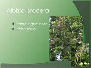 Albizia procera Planta leguminosa Introducida 