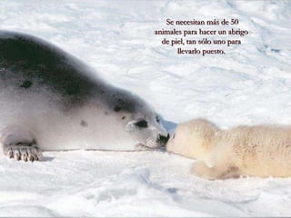 Se necesitan más de 50 animales para hacer un abrigo de piel, tan sólo uno para llevarlo puesto. 