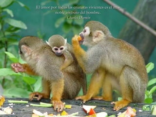El amor por todas las criaturas vivientes es el más noble atributo del hombre. Charles Darwin 