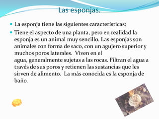 Las esponjas.La esponja tiene las siguientes características:Tiene el aspecto de una planta, pero en realidad la esponja es un animal muy sencillo. Las esponjas son animales con forma de saco, con un agujero superior y muchos poros laterales.  Viven en el agua, generalmente sujetas a las rocas. Filtran el agua a través de sus poros y retienen las sustancias que les sirven de alimento.  La más conocida es la esponja de baño.  