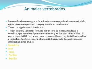 Animales vertebrados.Los vertebrados son un grupo de animales con un esqueletointerno articulado, que actúa como soporte del cuerpo y permite su movimiento.Tienen las siguientes características:Tienen columna vertebral, formada por un serie de piezas articuladas o vértebras, que permiten algunos movimientos y les dan cierta flexibilidad. El cuerpo está dividido en cabeza, tronco y extremidades. Hay individuos machos e individuos hembras, es decir, el sexo está diferenciado. Los vertebrados se clasifican en cinco grupos: MamíferosAvesPecesAnfibiosReptiles  
