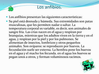 Los anfibios.Los anfibios presentan las siguientes características: Su piel está desnuda y húmeda. Sus extremidades son patas musculosas, que les permiten nadar o saltar. La temperatura corporal es variable, es decir, son animales de sangre fría. Las crías nacen en el agua y respiran por branquias, mientras que los adultos viven en la tierra y en el agua, y respiran por la piel y por los pulmones. Se alimentan de insectos, lombrices y otros pequeños animales. Son ovíparos: se reproducen por huevos. La fecundación suele ser externa. La hembra pone los huevos en el agua y el macho los fecunda. en el agua los huevos se pegan unos a otros, y forman voluminosos racimos.