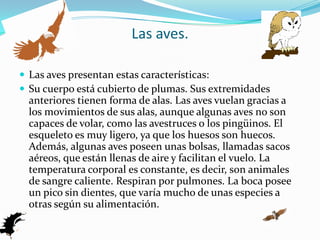 Las aves.Las aves presentan estas características:Su cuerpo está cubierto de plumas. Sus extremidades anteriores tienen forma de alas. Las aves vuelan gracias a los movimientos de sus alas, aunque algunas aves no son capaces de volar, como las avestruces o los pingüinos. El esqueleto es muy ligero, ya que los huesos son huecos. Además, algunas aves poseen unas bolsas, llamadas sacos aéreos, que están llenas de aire y facilitan el vuelo. La temperatura corporal es constante, es decir, son animales de sangre caliente. Respiran por pulmones. La boca posee un pico sin dientes, que varía mucho de unas especies a otras según su alimentación.