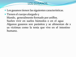 LOS GUSANOS.Los gusanos tienen las siguientes características.Tienen el cuerpo alargado y blando,  generalmente formado por anillos. Suelen  vivir  en  suelos  húmedos  o  en  el  agua Algunos  gusanos  son  parásitos  y  se  alimentan  de  sus  victimas  como  la  tenia  que  vive  en  el  intestino  humano.