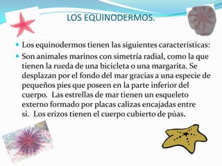 LOS EQUINODERMOS.Los equinodermos tienen las siguientes características:Son animales marinos con simetría radial, como la que tienen la rueda de una bicicleta o una margarita. Se desplazan por el fondo del mar gracias a una especie de pequeños pies que poseen en la parte inferior del cuerpo.  Las estrellas de mar tienen un esqueleto externo formado por placas calizas encajadas entre si.  Los erizos tienen el cuerpo cubierto de púas.