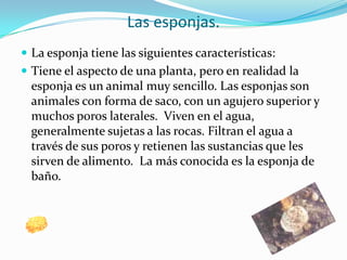 Las esponjas.La esponja tiene las siguientes características:Tiene el aspecto de una planta, pero en realidad la esponja es un animal muy sencillo. Las esponjas son animales con forma de saco, con un agujero superior y muchos poros laterales.  Viven en el agua, generalmente sujetas a las rocas. Filtran el agua a través de sus poros y retienen las sustancias que les sirven de alimento.  La más conocida es la esponja de baño.  