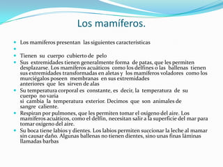 Los mamíferos.Los mamíferos presentan  las siguientes características Tienen  su  cuerpo  cubierto de  peloSus  extremidades tienen generalmente forma  de patas, que les permiten desplazarse. Los mamíferos acuáticos  como los delfines o las  ballenas  tienen sus extremidades transformadas en aletas y  los mamíferos voladores  como los murciégalos poseen  membranas  en sus extremidades anteriores  que  les  sirven de alasSu temperatura corporal es  constante, es  decir, la  temperatura  de  su cuerpo  no varia si  cambia  la  temperatura  exterior. Decimos  que  son  animales de sangre  caliente.Respiran por pulmones, que les permiten tomar el oxígeno del aire. Los mamíferos acuáticos, como el delfín, necesitan salir a la superficie del mar para tomar oxígeno del aire.Su boca tiene labios y dientes. Los labios permiten succionar la leche al mamar sin causar daño. Algunas ballenas no tienen dientes, sino unas finas láminas llamadas barbas