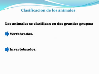 Clasificacion de los animalesLos animales se clasifican en dos grandes grupos:     Vertebrados.     Invertebrados. 
