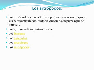 Los artrópodos.Los artrópodos se caracterizan porque tienen su cuerpo y sus patas articulados, es decir, divididos en piezas que se mueven. Los grupos más importantes son:Los insectosLos arácnidosLos crustáceosLos miriápodos 