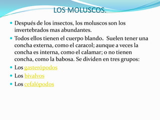 LOS MOLUSCOS.Después de los insectos, los moluscos son los invertebrados mas abundantes. Todos ellos tienen el cuerpo blando.  Suelen tener una concha externa, como el caracol; aunque a veces la concha es interna, como el calamar; o no tienen concha, como la babosa. Se dividen en tres grupos:Los gasterópodosLos bivalvosLos cefalópodos
