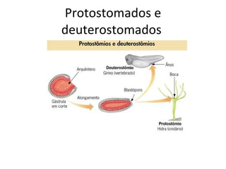 Protostomados e deuterostomados  