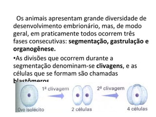 <ul><li>   Os animais apresentam grande diversidade de desenvolvimento embrionário, mas, de modo geral, em praticamente to...