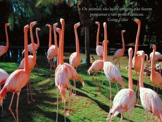 Os animais são bons amigos, não fazem perguntas e taõ-pouco critican. George Elliot 