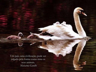 Um país, uma civilização, pode ser julgado pela forma como trata os seus animais. Mahatma Gandhi 