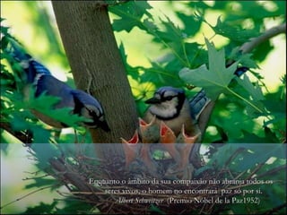 Enquanto o âmbito da sua compaixão não abranja todos os seres vivos, o homem no encontrará  paz só por si.  Albert Schweitzer   (Premio Nóbel de la Paz1952)  