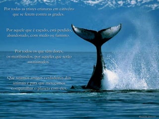 Por todas as tristes criaturas em cativeiro que se ferem contra as grades.  Por aquele que é caçado, está perdido, abandonado, com medo ou faminto.  Por todos os que têm dores, os moribundos, por aqueles que serão assassinados.  Que sejamos amigos verdadeiros dos animais e para que mereçamos compartilhar o planeta com eles. 