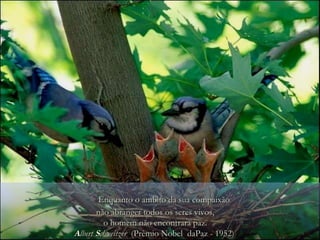 Enquanto o ambito da sua compaixão não abranger todos os seres vivos, o homem não encontrará paz. A lbert  S chweitzer   (Prêmio Nobel  daPaz - 1952)  