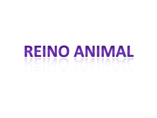 Reino animal