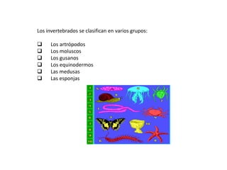 Los invertebrados carecen de columna vertebral y de esqueleto interno articulado.