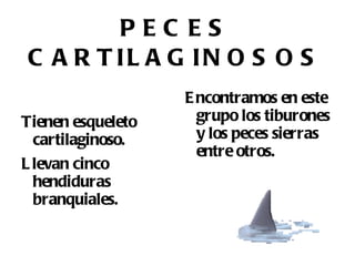 EQUINODERMOS Son marinos. 