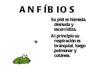 Su cuerpo está cubierto de un esqueleto formado por placas con púas. 