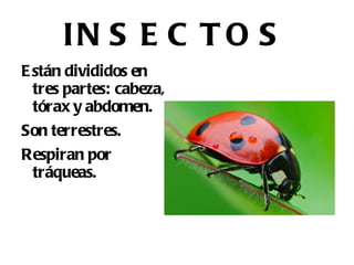 PECES ÓSEOS Tienen esqueleto óseo. Pueden vivir en agua dulce, como la trucha, en río, como el salmón y en el mar como por ejemplo las sardinas. 