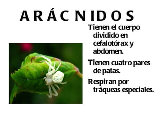 PECES CARTILAGINOSOS Tienen esqueleto cartilaginoso. 