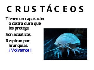 Llevan cinco hendiduras branquiales. Encontramos en este grupo los tiburones y los peces sierras entre otros. 