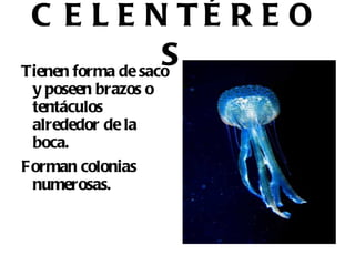 Viven fijos e inmóviles en el fondo del mar. 