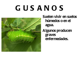 CELENTÉREOS Tienen forma de saco y poseen brazos o tentáculos alrededor de la boca. 