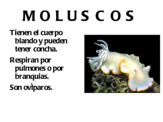 Forman colonias numerosas. 