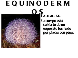 GUSANOS Suelen vivir en suelos húmedos o en el agua. 