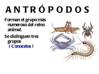 Algunos producen graves enfermedades. 