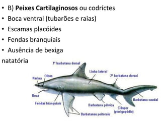 B)  Peixes Cartilaginosos  ou codríctes  Boca ventral (tubarões e raias) Escamas placóides Fendas branquiais Ausência de bexiga natatória  