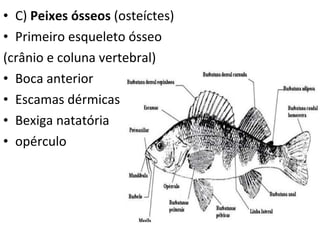 C)  Peixes ósseos  (osteíctes) Primeiro esqueleto ósseo (crânio e coluna vertebral) Boca anterior Escamas dérmicas Bexiga natatória opérculo 