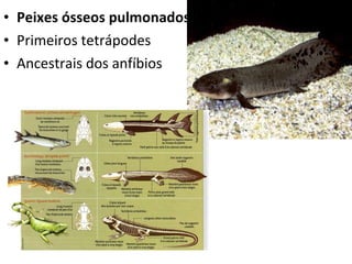 Peixes ósseos pulmonados Primeiros tetrápodes Ancestrais dos anfíbios 