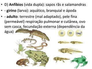 D)  Anfíbios  (vida dupla): sapos rãs e salamandras -  girino  (larva): aquático, branquial e ápoda -  adulto : terrestre (mal adaptado), pele fina (permeável) respiração pulmonar e cutânea, ovo sem casca, fecundação externa (dependência da água) 