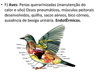 F)  Aves : Penas querarinizadas (manutenção do calor e vôo) Ossos pneumáticos, músculos peitorais desenvolvidos, quilha, sacos aéreos, bico córneo, aussência de bexiga urinária.  Endotérmicos.   