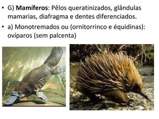 G)  Mamíferos : Pêlos queratinizados, glândulas mamarias, diafragma e dentes diferenciados. a) Monotremados ou (ornitorrinco e équidinas): ovíparos (sem palcenta) 