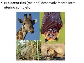 c)  placentários  (maioria) desenvolvimento intra-uterino completo:  