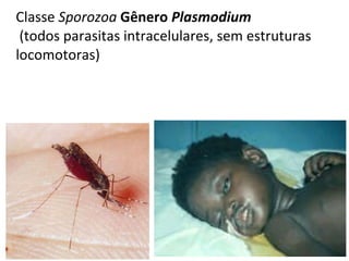 Classe  Sporozoa   Gênero  Plasmodium   (todos parasitas intracelulares, sem estruturas locomotoras)  